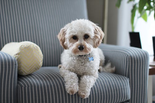 Pet Safety: Should You Microchip Your Dog?