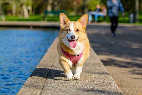 5 Senior Dog’s Diseases Every Pet Owner Should Know