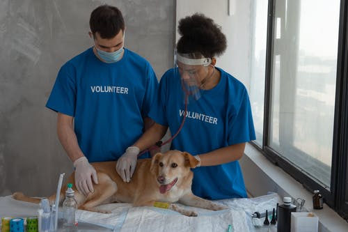The Importance of Routine Wellness Exams in Veterinary Surgery