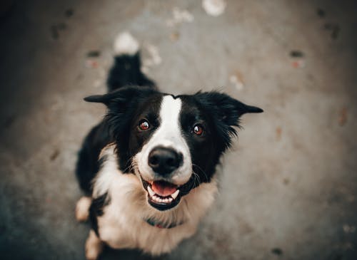 The Incredible Benefits of Minimally Invasive Vet Surgery: Why You Need to Consider It