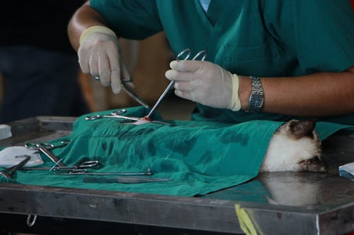 Where Can You Find the Best Veterinary Cardiology Care Near You? A Comprehensive Guide
