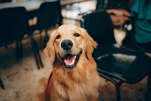 The Importance of Veterinary Diagnostic Labs in Preventing and Treating Illnesses